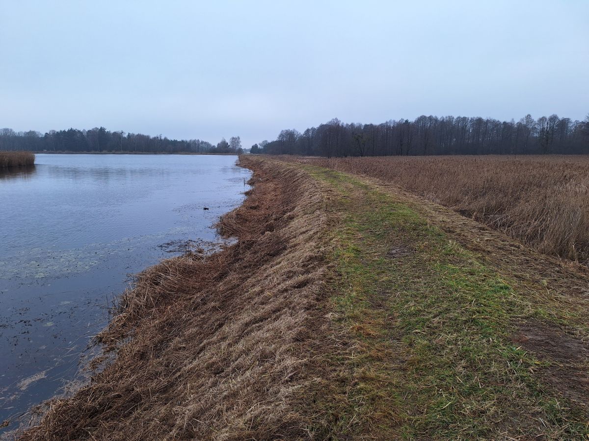 Widok wzdłuż wykoszonej grobli rozdzielającej dwa obszary wodne na stawach Hadra. Na pierwszym planie widać dokładnie przyciętą trawę oraz trzcinę na koronie i skarpach grobli. Po lewej stronie znajduje się ciemna tafla wody, a po prawej rozległe, złociste trzcinowisko. W oddali widać linię drzew