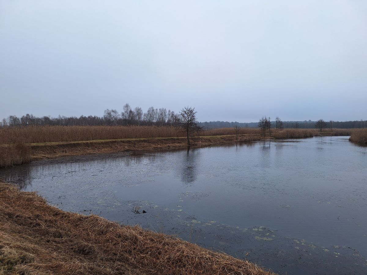 Zbliżenie na zakole stawu Hadra i przylegającą do niego wykoszoną groblę. Woda w stawie jest spokojna, odbija szare niebo. Skarpy są uprzątnięte z suchej roślinności, co podkreśla uporządkowany charakter terenu po pracach konserwacyjnych. W tle widać gęste pasmo trzcin za groblą i linię lasu na horyzoncie