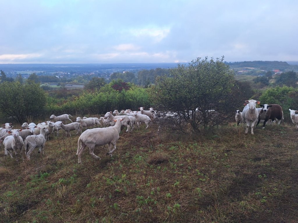 Dynamiczne ujęcie stada owiec przemieszczającego się po zboczu pagórka. Zwierzęta są w ruchu na tle niskich krzewów i rozległej panoramy okolicy.