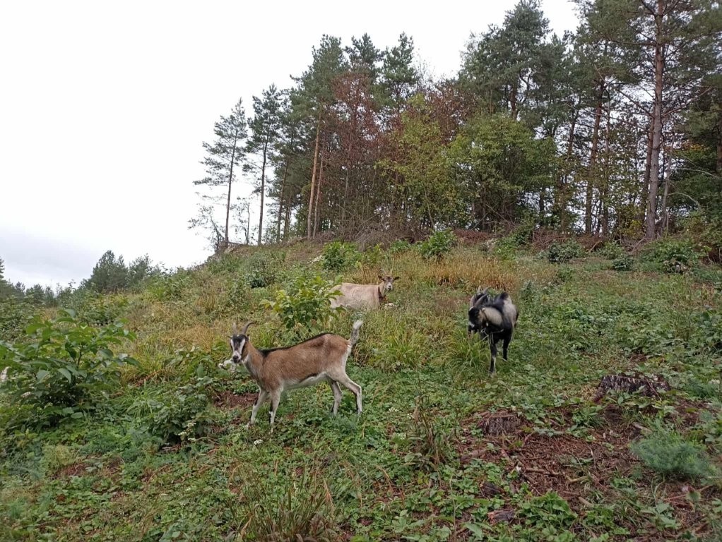 Trzy kozy pasące się na trawiastym, stromym zboczu na tle gęstego lasu sosnowego.