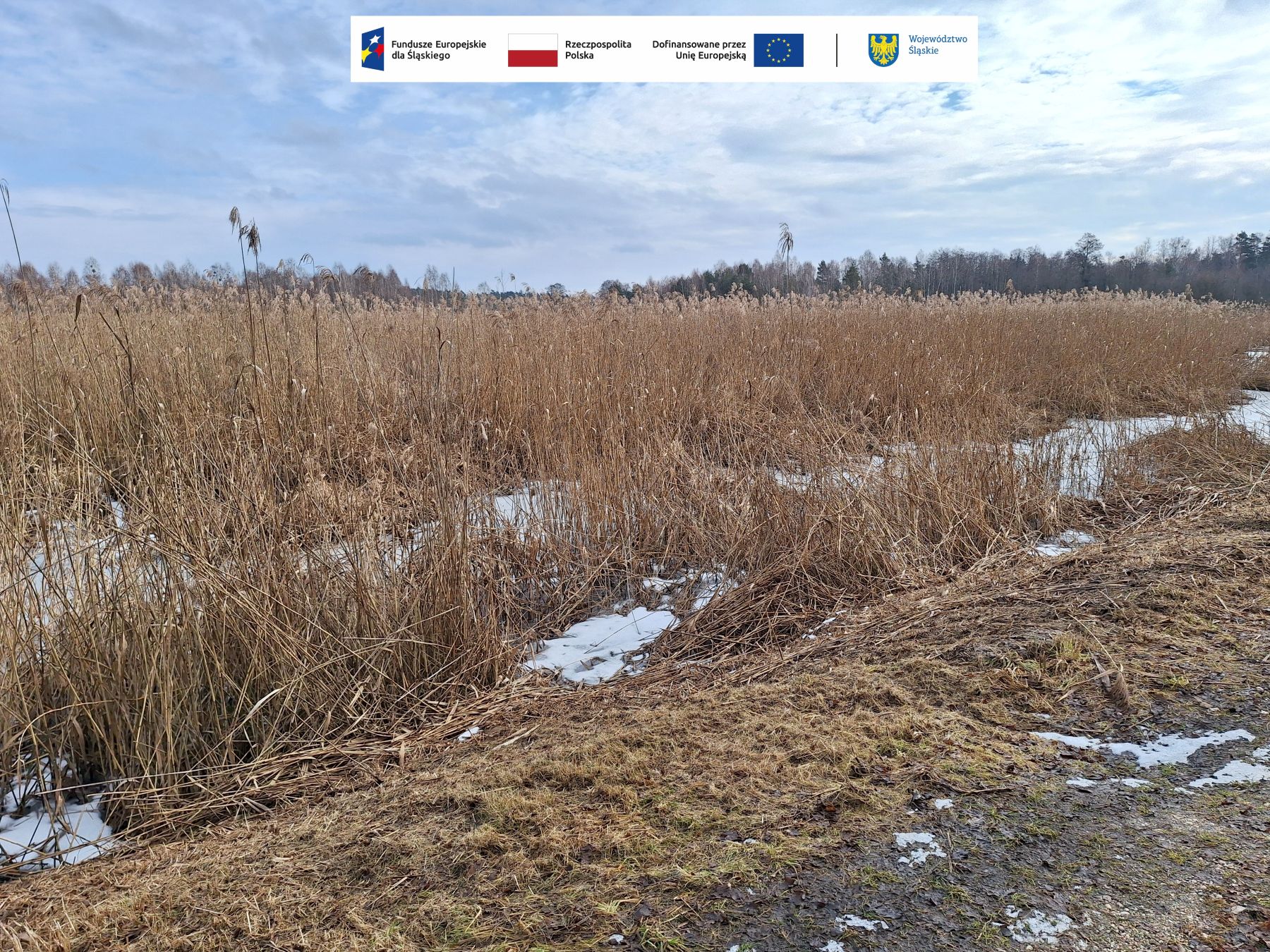 Rozległe skupisko suchych trzcin na terenie stawów Hadra częściowo zarastające doprowadzalnik. Pomiędzy roślinnością widoczne są fragmenty śniegu i wody. Na horyzoncie zarysowuje się linia lasu. Zdjęcie przedstawia obszar objęty planowanymi działaniami czynnej ochrony przyrody i poprawy stosunków wodnych.