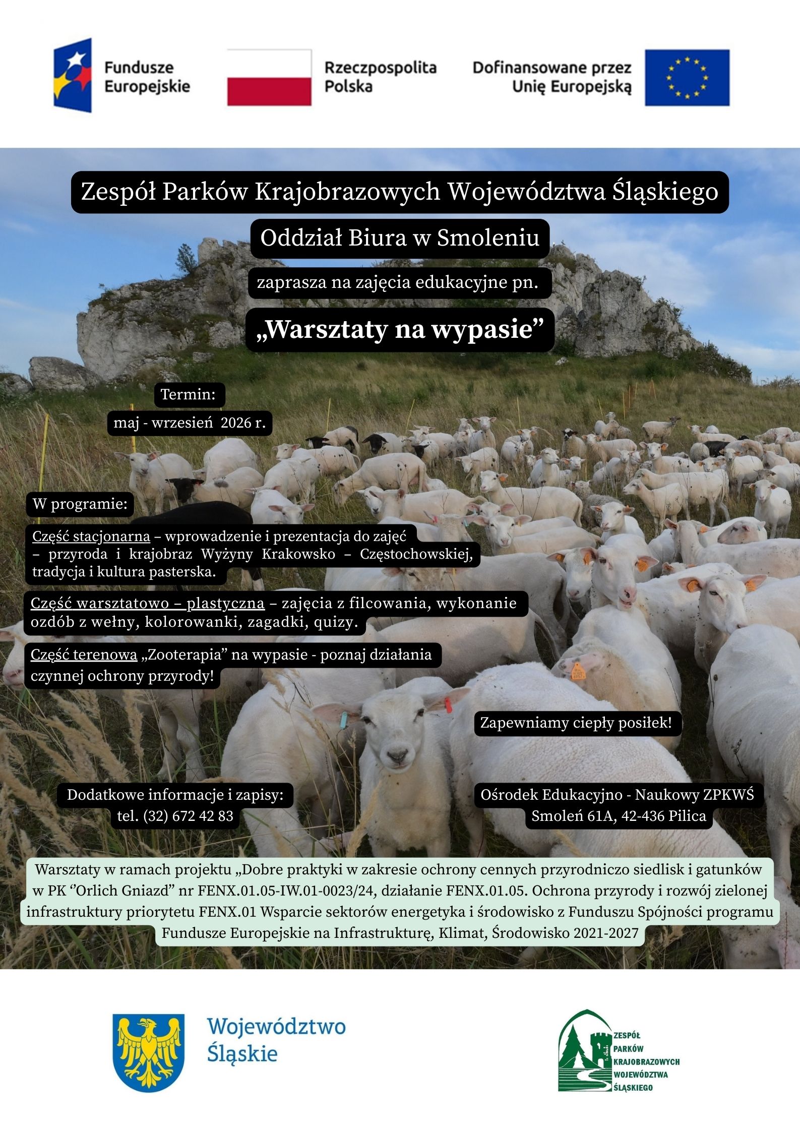 Plakat informacyjny promujący zajęcia edukacyjne „Warsztaty na wypasie”, organizowane przez Zespół Parków Krajobrazowych Województwa Śląskiego, Oddział Biura w Smoleniu. W tle fotografia stada owiec pasących się na łące pod wapiennymi skałami Wyżyny Krakowsko-Częstochowskiej. Na górze logotypy: Fundusze Europejskie, Rzeczpospolita Polska oraz Unia Europejska. Na plakacie podano termin warsztatów: maj–wrzesień 2026 r. Program obejmuje część stacjonarną (wprowadzenie, przyroda i krajobraz Wyżyny Krakowsko-Częstochowskiej, tradycja i kultura pasterska), część warsztatowo-plastyczną (filcowanie, wykonywanie ozdób z wełny, kolorowanki, zagadki i quizy) oraz część terenową – „zooterapię” na wypasie i poznawanie działań czynnej ochrony przyrody. Informacja o zapewnionym ciepłym posiłku. Dane kontaktowe do zapisów: telefon (32) 672 42 83. Miejsce: Ośrodek Edukacyjno-Naukowy ZPKWŚ, Smoleń 61A, 42-436 Pilica. Na dole informacja o realizacji projektu w ramach Funduszy Europejskich oraz logotypy Województwa Śląskiego i Zespołu Parków Krajobrazowych Województwa Śląskiego. #FunduszeEuropejskie#FunduszeUE#ZPKWŚ #Przyroda