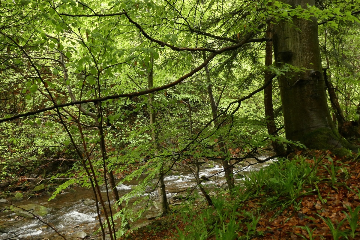 Widok na las. Po prawej gruby pień drzewa, w tle widoczny potok.